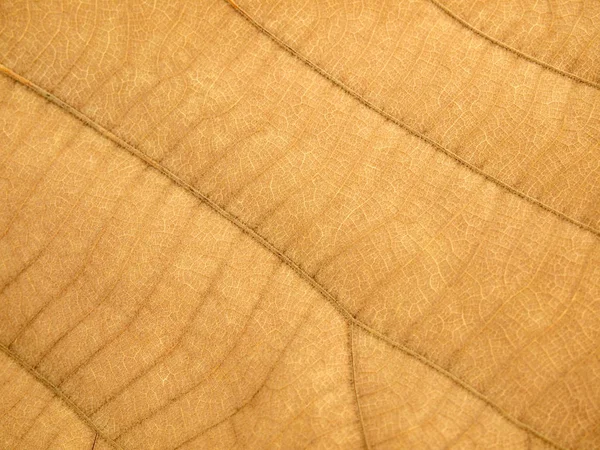 Texture Secca Foglia Marrone — Foto Stock