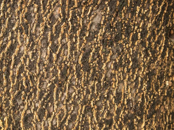Albero Corteccia Texture Sfondo — Foto Stock