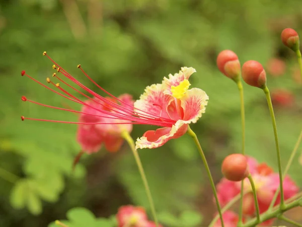 Delonix Regia Flower Close — Stock Photo, Image