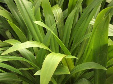 taze ve yeşil yaprak