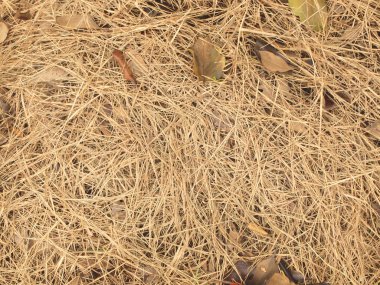 Arkaplan olarak kuru ot