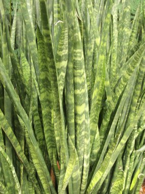 Yeşil yapraklar yakın.