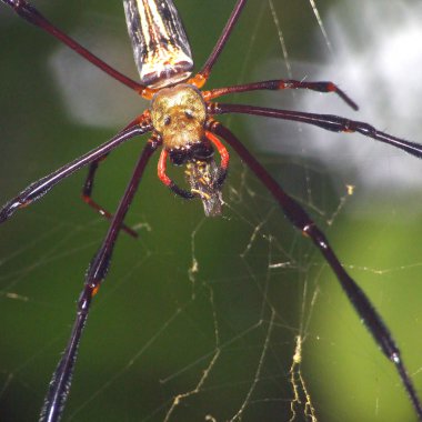 örümcek saldırılara kurban yakın çekim
