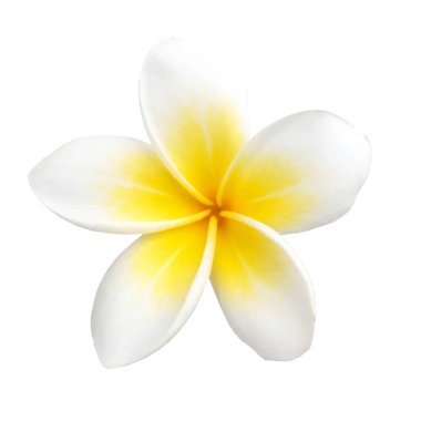 frangipanier fleur tropicale isolé sur fond blanc