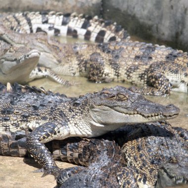 Tayland'da timsahlar yakın çekim