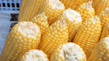 arka plan için sarı mısır