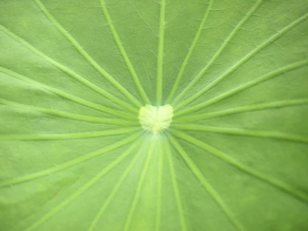 Close Lotus Leaf — Stock Photo, Image