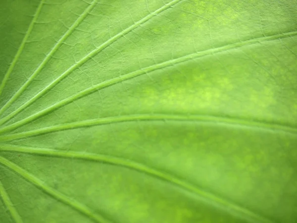 Gros Plan Une Feuille Lotus — Photo