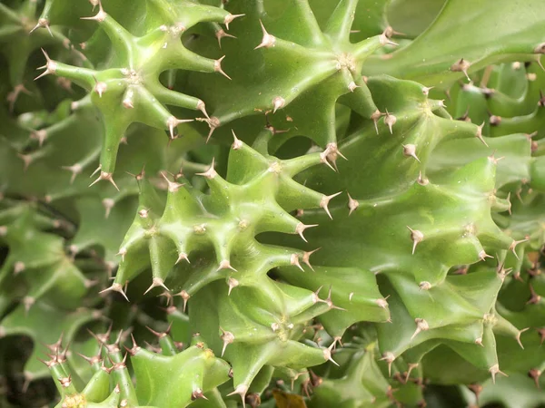 Cactus Natur Nära Håll — Stockfoto