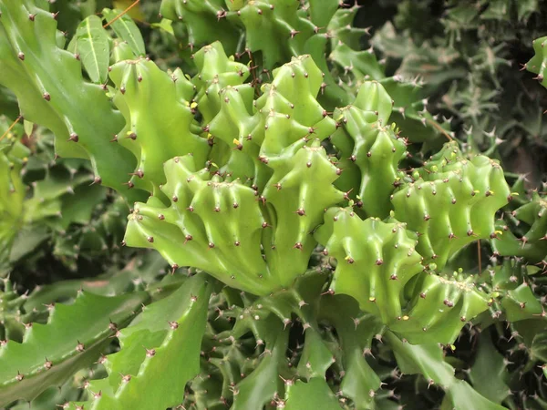Cactus Naturaleza Cerca —  Fotos de Stock