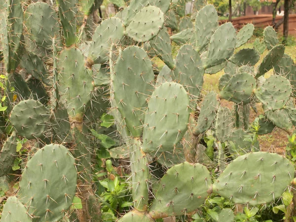 Cactus Sluiten Van Achtergrond — Stockfoto