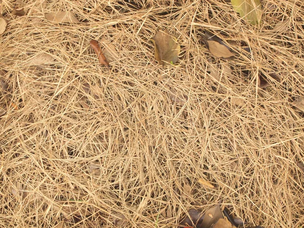 Rumput Kering Sebagai Latar Belakang — Stok Foto