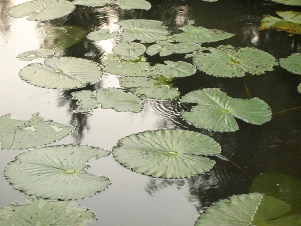 Lotus Leaf Zblízka — Stock fotografie