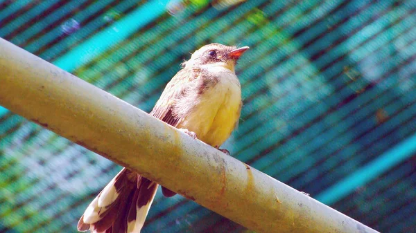 Uccello Appollaiato Barra Acciaio — Foto Stock