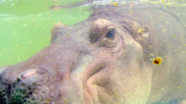 Strzał Hipopotam Pływanie Pod Wodą — Zdjęcie stockowe