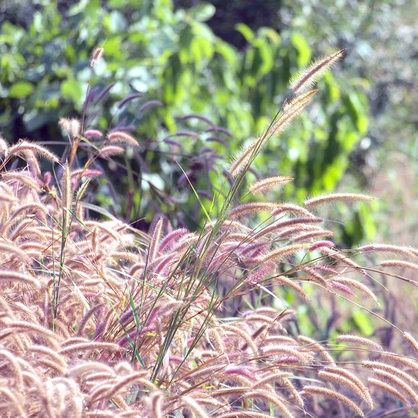 Pena Grama Perto — Fotografia de Stock