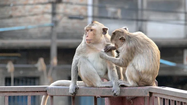 Thai Asian Wild Monkey Doing Various Activities — Stock Photo, Image