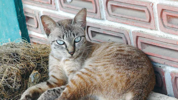 Tay Gri Kedi Yüzüne Yakın Çekim — Stok fotoğraf