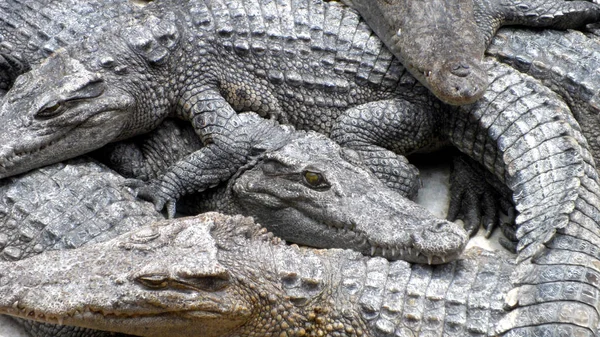 Крокодилы Закрываются Таиланде — стоковое фото