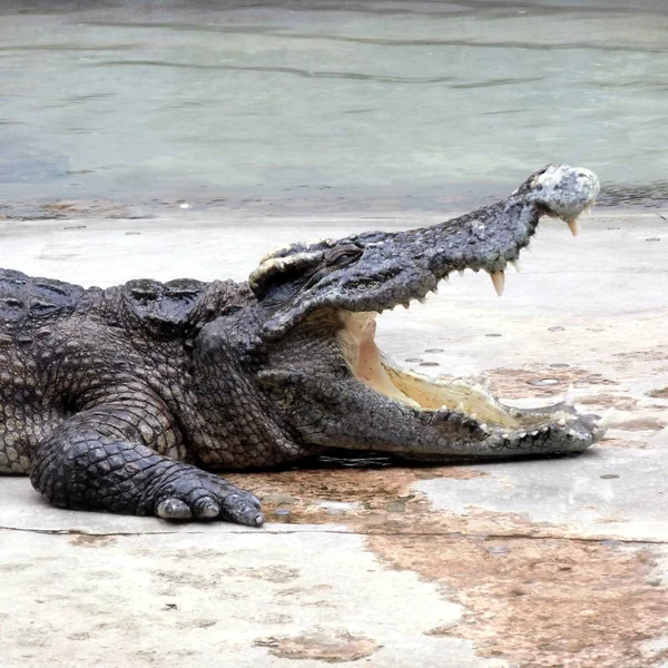 Crocodile Side View Close — Stock Photo, Image