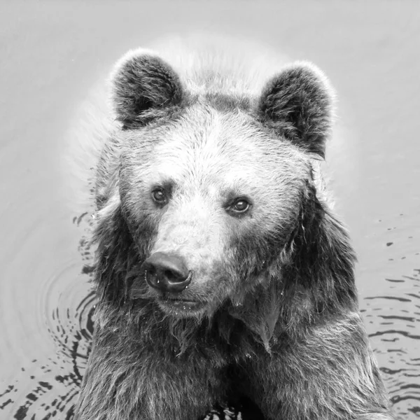 Ours Noir Blanc Dans Eau — Photo