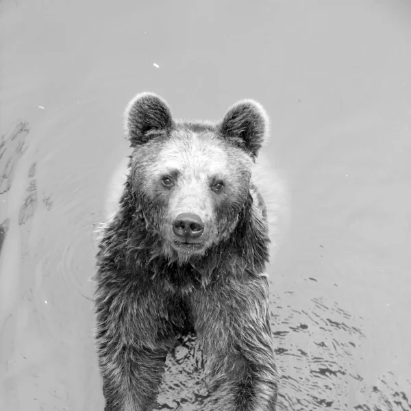 水の黒と白のクマ — ストック写真