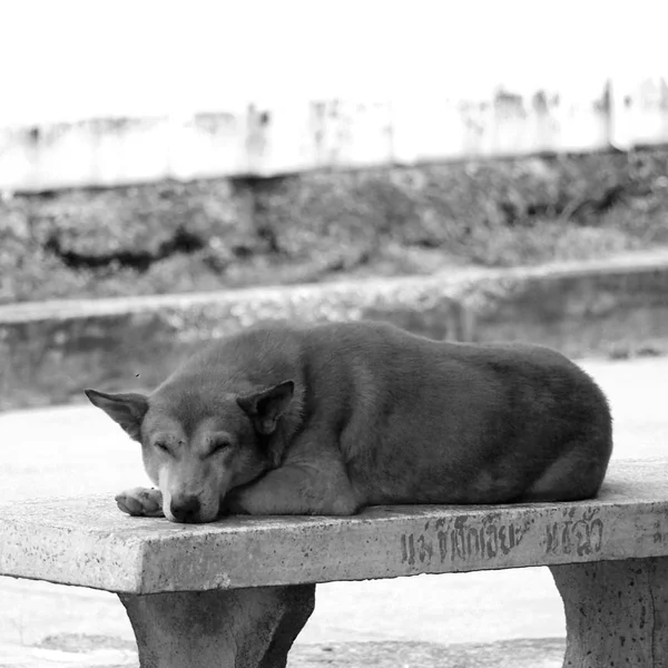 Schlafender Straßenhund Aus Nächster Nähe — Stockfoto