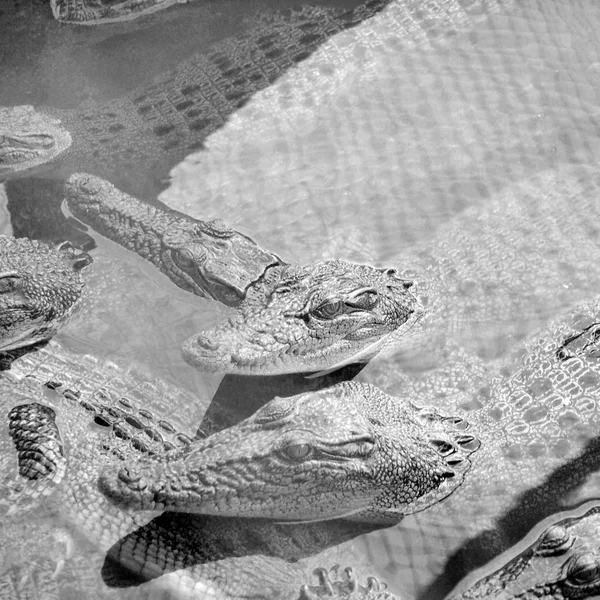 Preto Branco Foto Crocodilos Close Tailândia — Fotografia de Stock