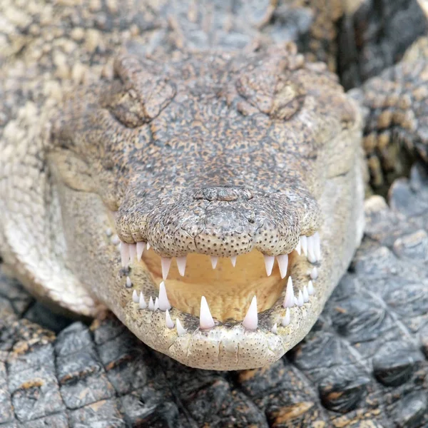 Krokodiler Nära Håll Thailand — Stockfoto