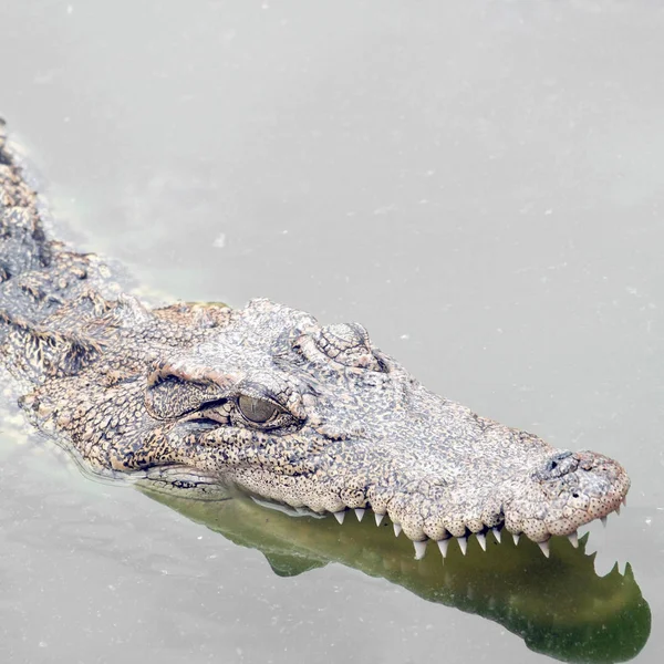 Crocodiles Proches Thaïlande — Photo