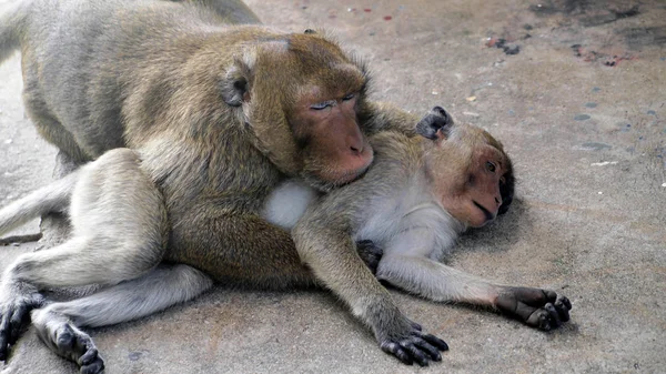 Thai Asiatica Scimmia Selvatica Facendo Varie Attività — Foto Stock