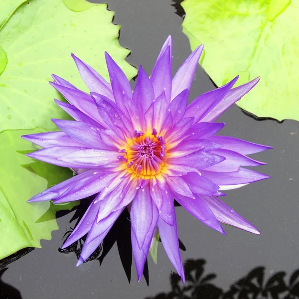 Purple Day Blooming Water Lily Beautiful Green Lily Pads — Stock Photo, Image