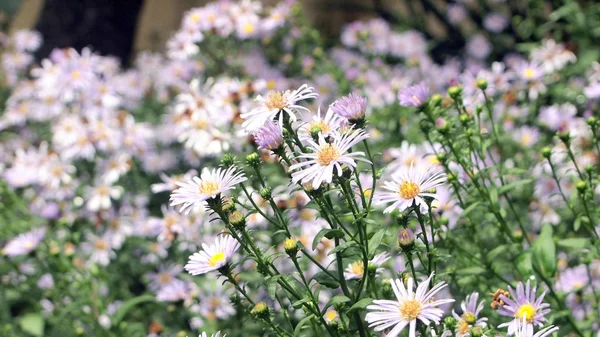 Fiori Campo Natura Sfondo — Foto Stock