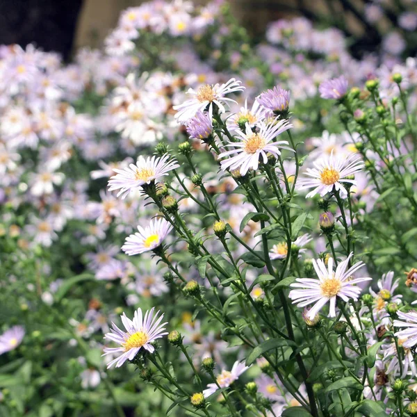 Fiori Campo Natura Sfondo — Foto Stock