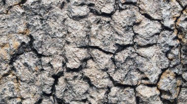 Ağaç kabuğu dokusu