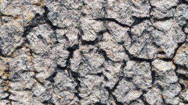 Ağaç kabuğu dokusu