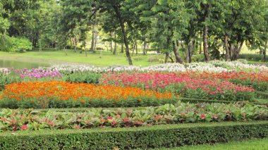 çiçek alan arka plan