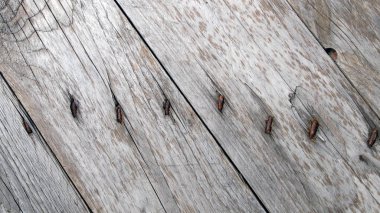 soyut kirli ahşap doku