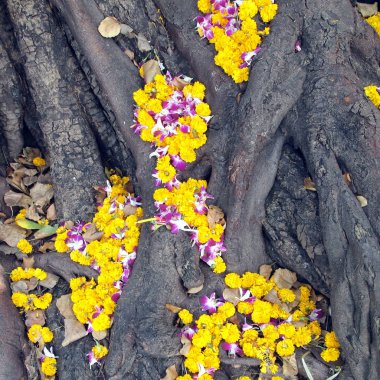 Oymalar closeup çiçek ve ağaç gövde kökleri