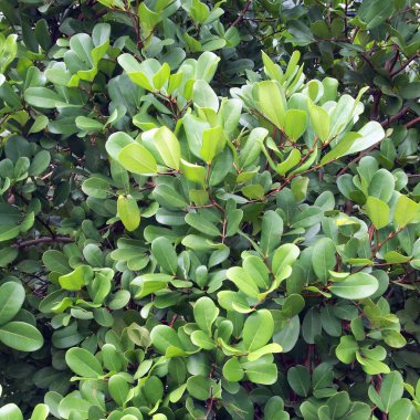 Yeşil Yapraklar duvar arkaplanı