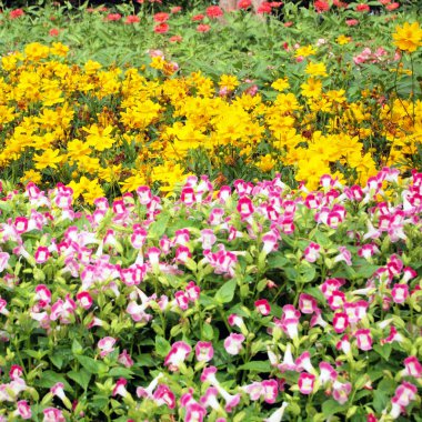 Çiçek alan doğa arka plan