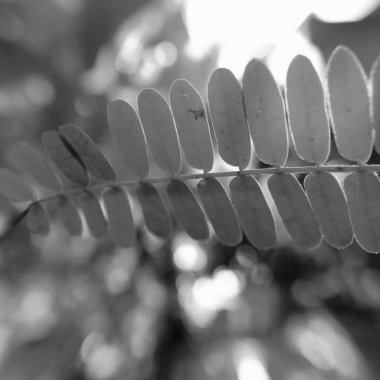 siyah ve beyaz yapraklar arkaplan