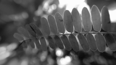 siyah ve beyaz yapraklar arkaplan