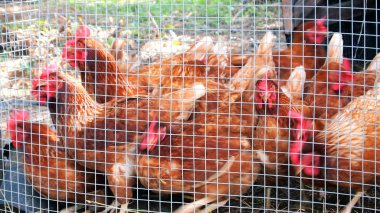 Tavuk Kafesi içinde döşeme