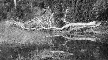 siyah ve beyaz ölü ağaçlar kurutulmuş