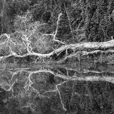 siyah ve beyaz ölü ağaçlar kurutulmuş