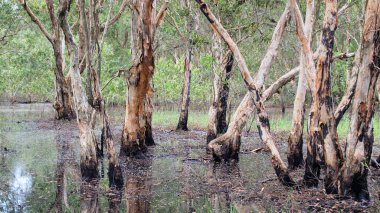 Tatlı su bataklık orman doğa