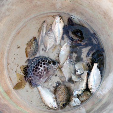 yakın çekim yakalanan balıklar