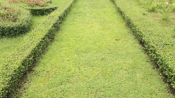 Chemin Dans Parc Avec Fond Herbe Verte — Photo