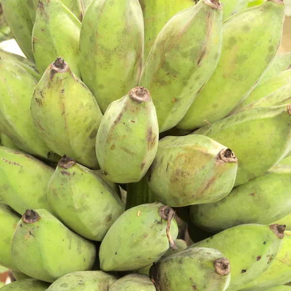 Bananas Frutas Fechar — Fotografia de Stock